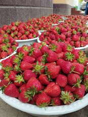 fresh strawberry fruits export