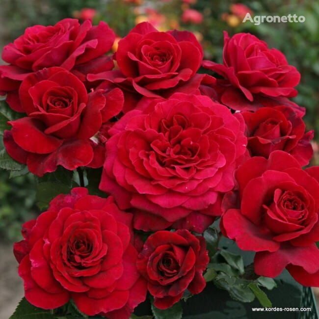 Róża Bellevue® flower seedling