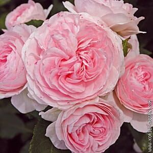 Róża Larissa® flower seedling