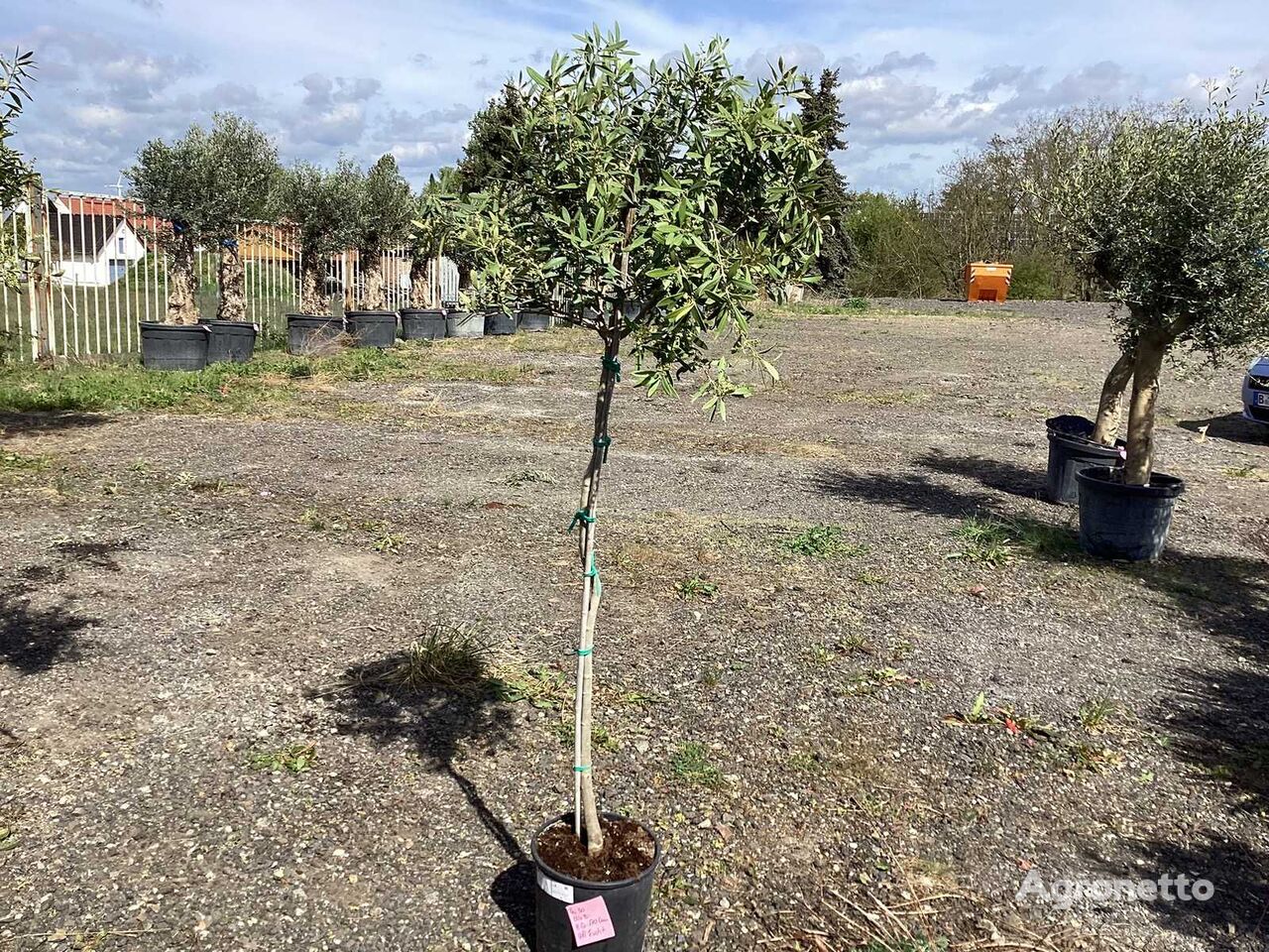 3 x Olivenbaum (Winterhart, Fruchttragend - Partie) fruit tree sapling