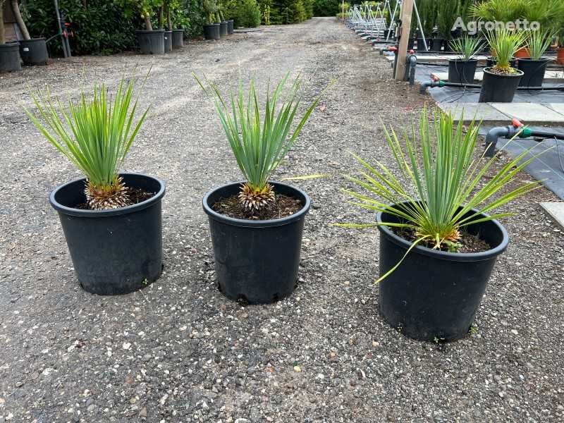 3x yucca rostrata 50/60cm inclusief pot ornamental shrub