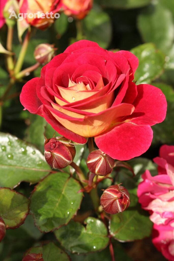 Sehenswerte® Rose (Worth Seeing)