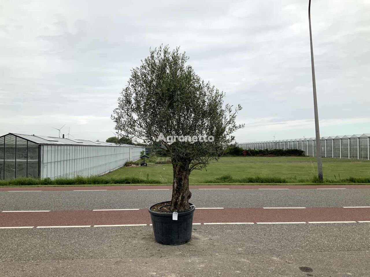 olijfboom (Olea Europaea Lessini) ornamental shrub