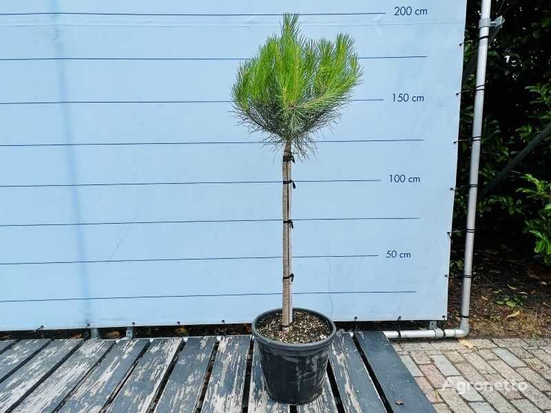 pinus pinea 160/180cm ornamental shrub